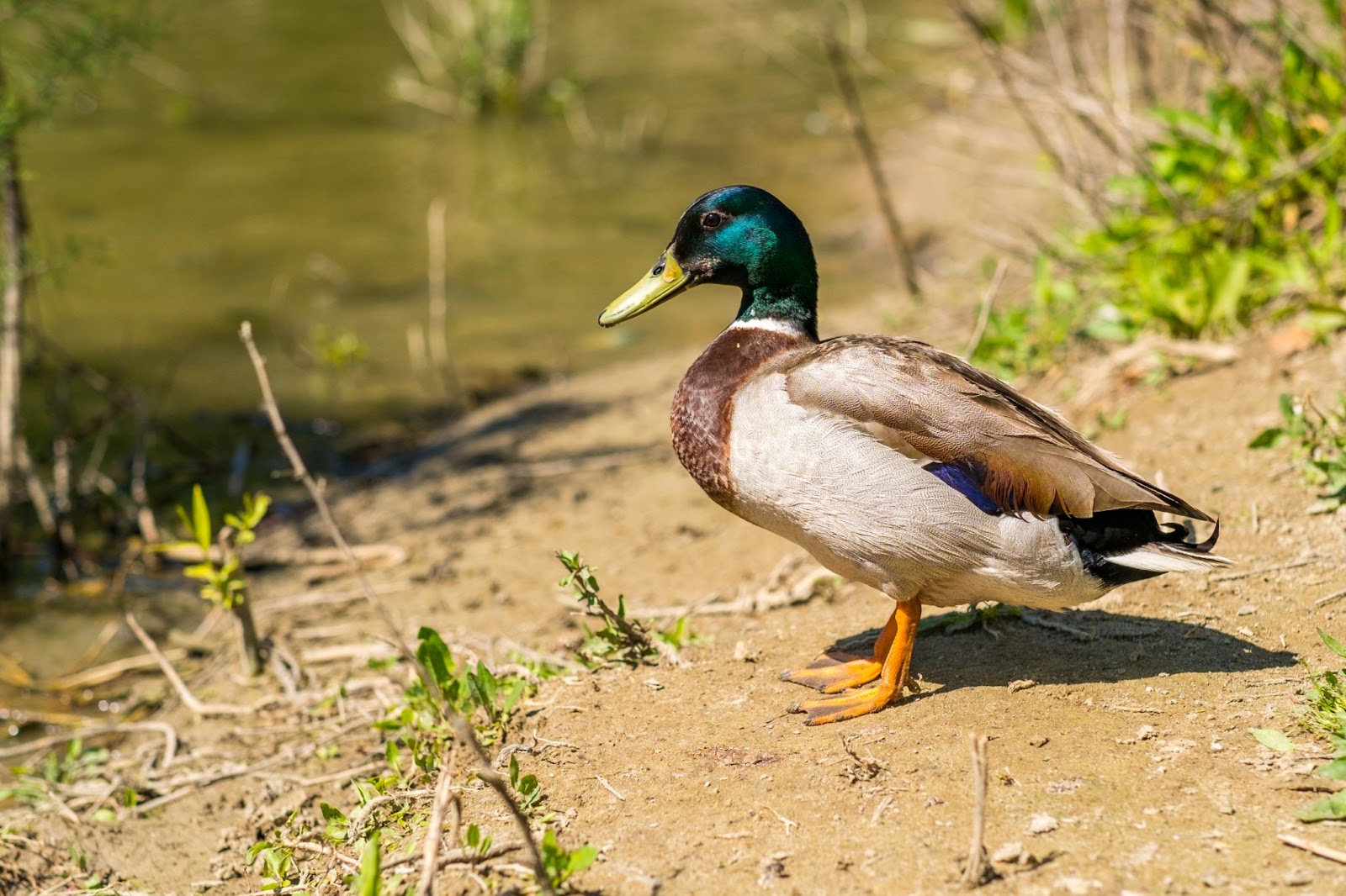 Can Ducks Eat Peas Essential Insights