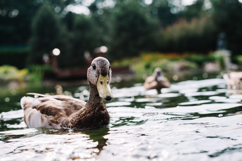 Photo of a duck swimming in the pond