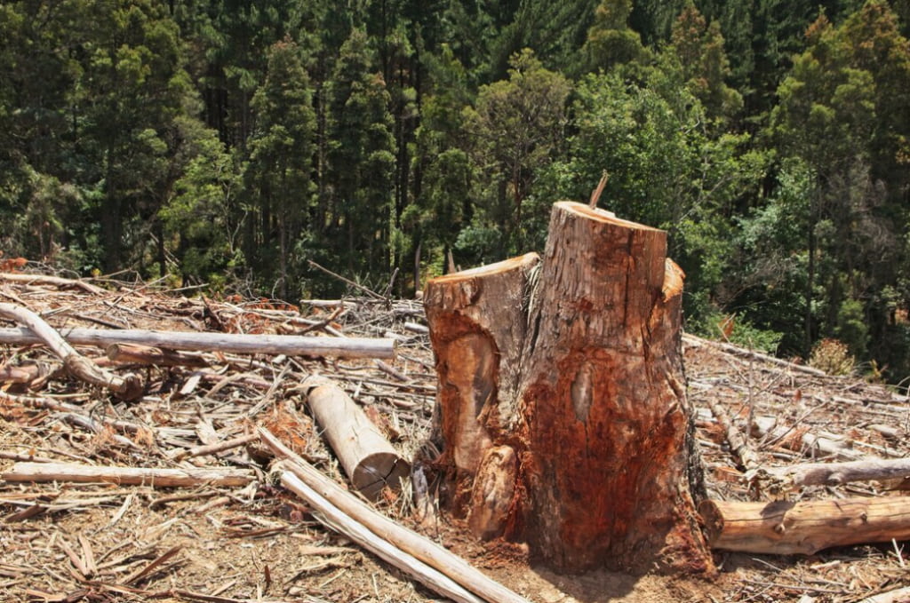 large tree stump in the foreground and felled trees in a forest clearing