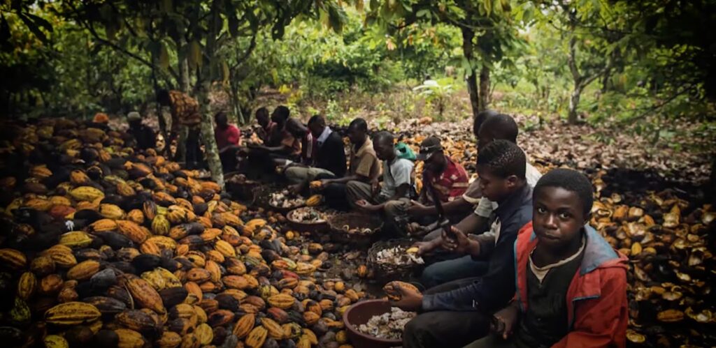 Group of people among cocoa fruits
