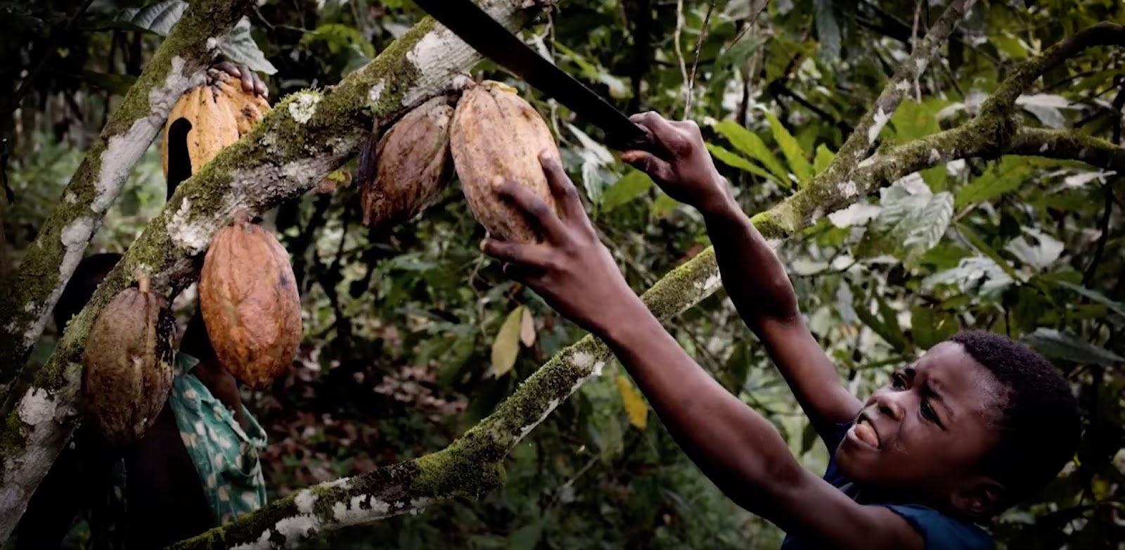 Hershey Child Labor Big Chocolate Brands