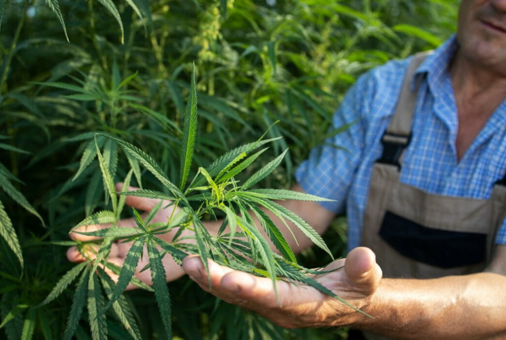 A farmer examines a cannabis plant in a field, holding it gently in his hands