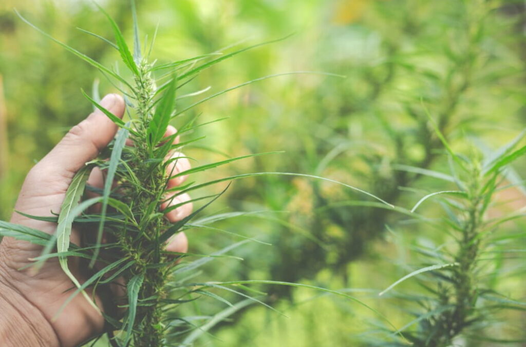 A person's hand holding a hemp plant in a lush field, showcasing its leaves and stem