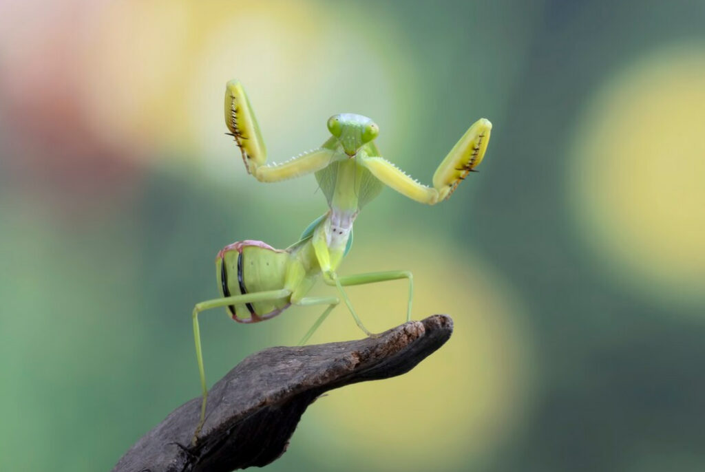 A praying mantis stands with raised arms on a twig against a soft-focus background
