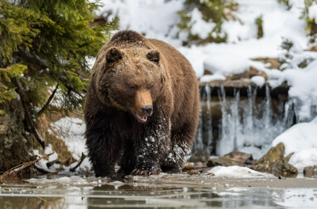 A brown bear walks on icy ground near a waterfall with snow around