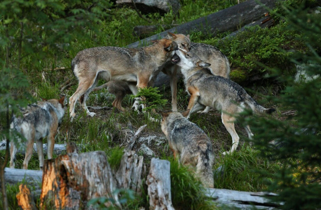 Wolves interact with each other in a forest clearing