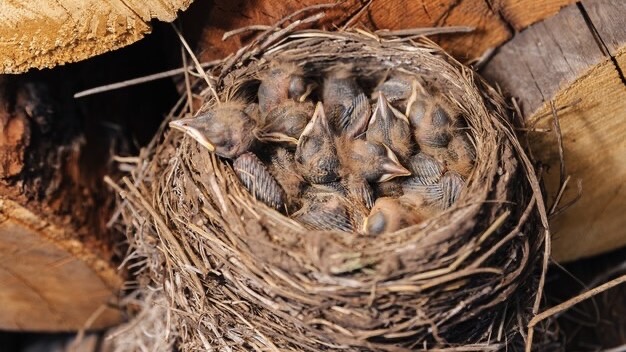 Bird's nest near trees